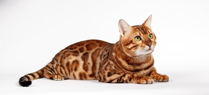 Purebred Bengal kittens in the Odessa cattery ADesaDiamond with delivery across Ukraine. Buy at a discount.5