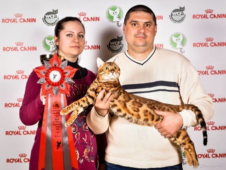 Purebred Bengal kittens in the Odessa cattery ADesaDiamond with delivery across Ukraine. Buy at a discount.19