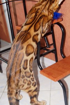 Purebred Bengal kittens in the Odessa cattery ADesaDiamond with delivery across Ukraine. Buy at a discount.26