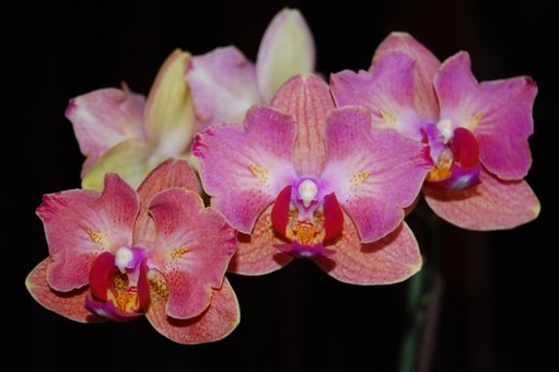 Varietal orchids in the online store «TsvetOk» in the Dnieper. Buy on stock.