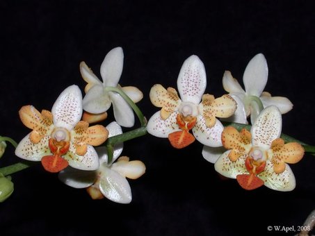 Orchids in the online store «TsvetOk» in the Dnieper. Buy on stock.