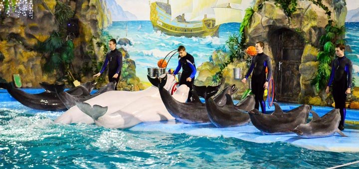 Artists dolphinarium Nemo. Attend a promotion show