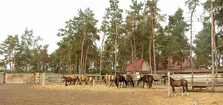 Скидки на отдых в отеле Северный лес в Конотопе14