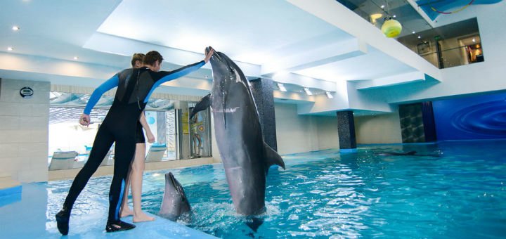 Swimming with dolphins in the fitness club &quot;nemo fit &amp; spa&quot; in odessa. visit the pool at a discount.