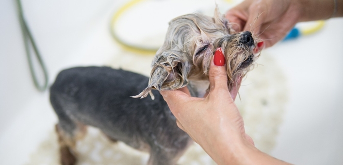 Грумінг barber pet в києві. замовляти по акції