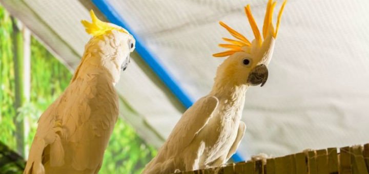 Exotic parrots at the ekzoland zoo in kiev. buy tickets for the promotion.