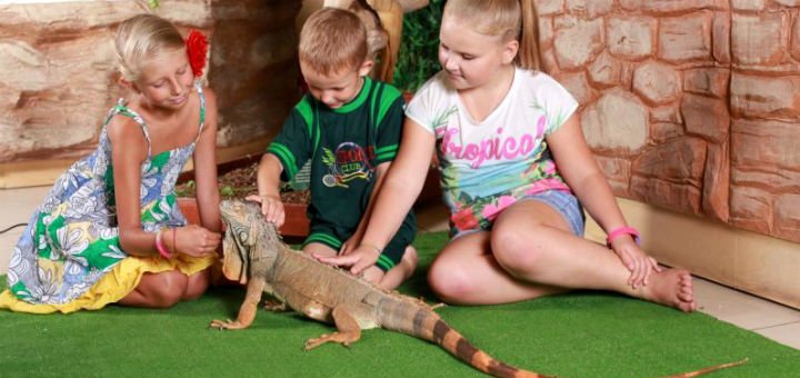 Iguana at the EKZOland Zoo in Kiev. Buy stock tickets.