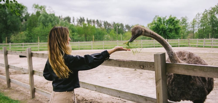 Yasnogorodka Family Ecopark. Ostrich farm