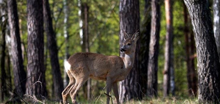 Beremitskoe Nature Park. Visit with the 10% discount