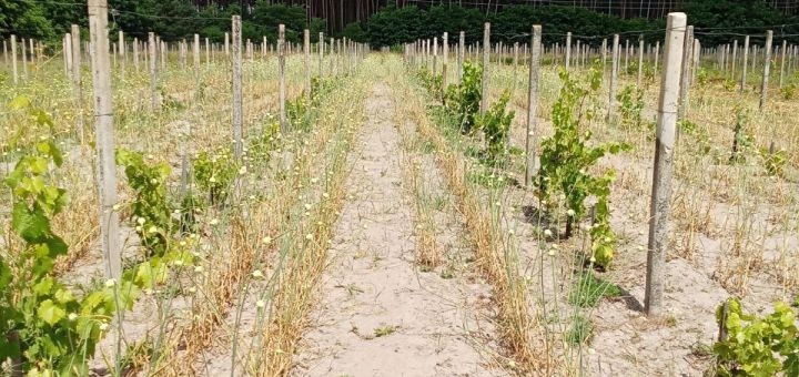 Винодельня Berezhnyi Winery под Киевом