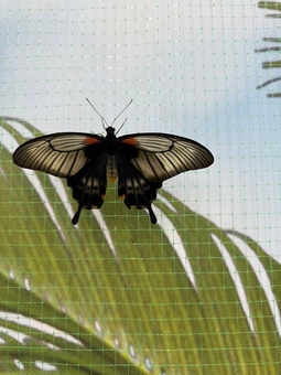 Виставка живих метеликів по акції 11