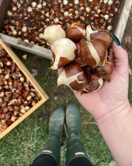 Ayris online store offers special offers