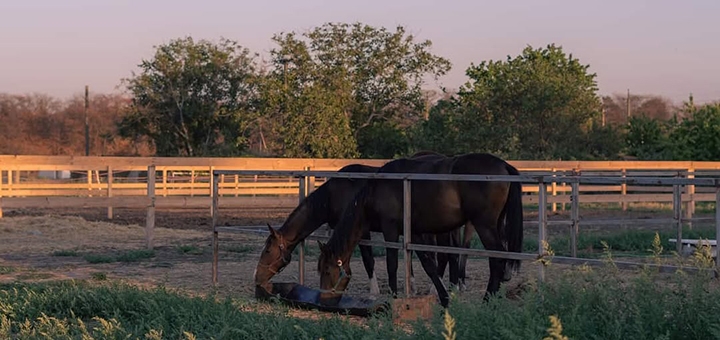 Demos Equestrian Club. Visit with a 3% discount.