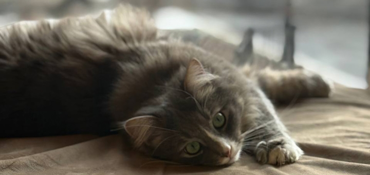 Murcota Cat Cafe. Visit with a 3-day special offer.