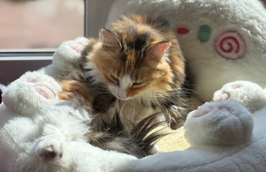 Murcota Cat Cafe. Visit with a 20% discount.