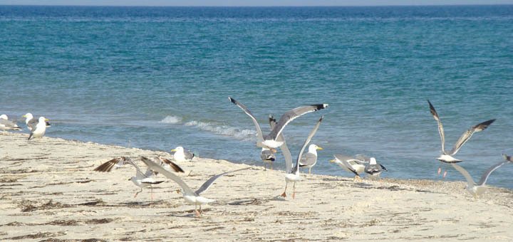Beach near the hotel complex &quot;black sea&quot;. relax on the action
