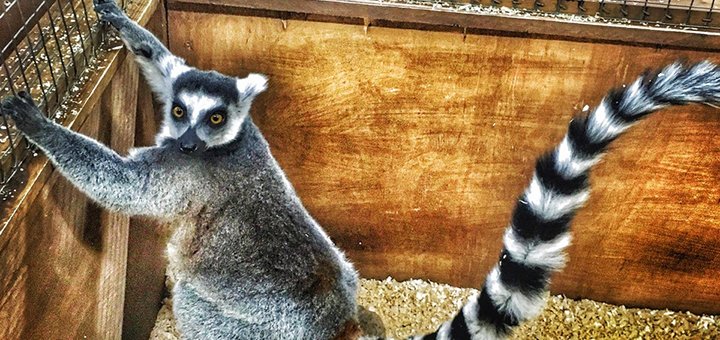 Promotions and discounts in the zoo "Country raccoon" in Kiev