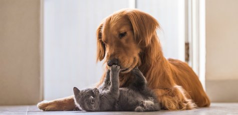Shutterstock_507810382